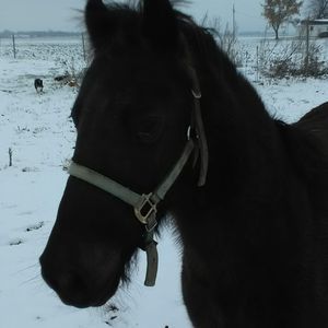 Meet your Posher, Ellen